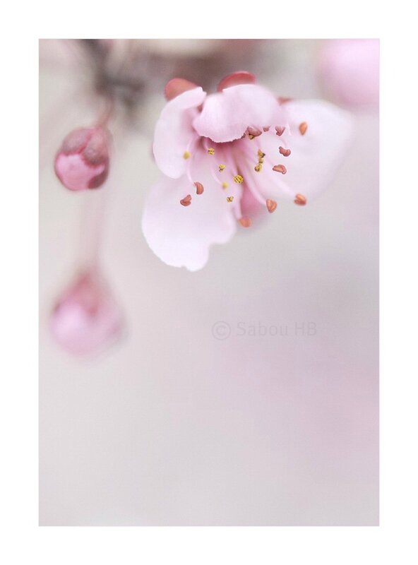 Pink spring blog2