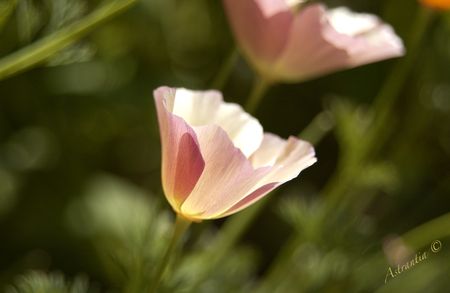 eschscholzia1