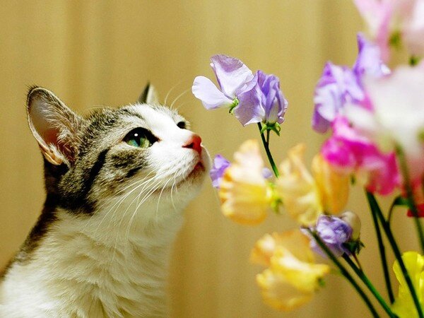 Cats-And-Flowers5