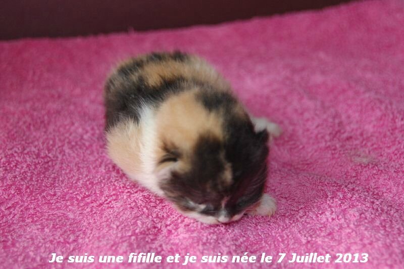 Chatons-2013-2726
