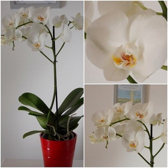 ORCHIDEE
