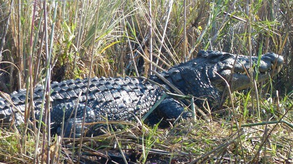 Crocodiles - Les carnets de voyage de la belette agile