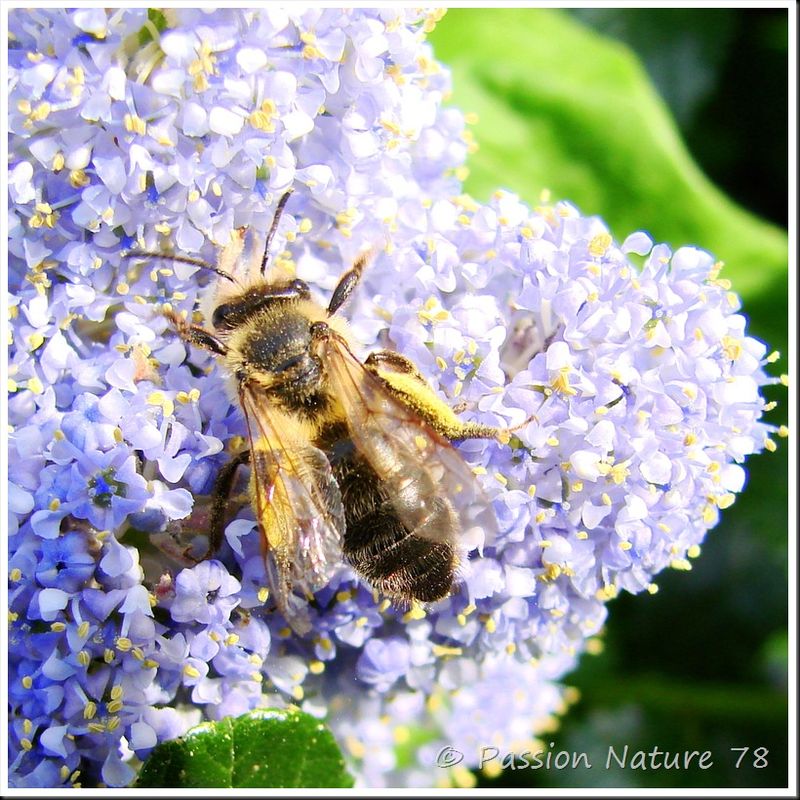 Les abeilles (10)