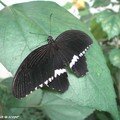 Papilio polytes • Papilionidae • Philippines