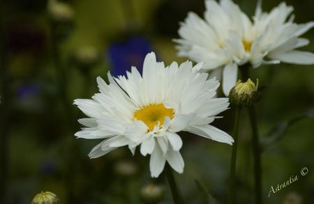 marguerite9