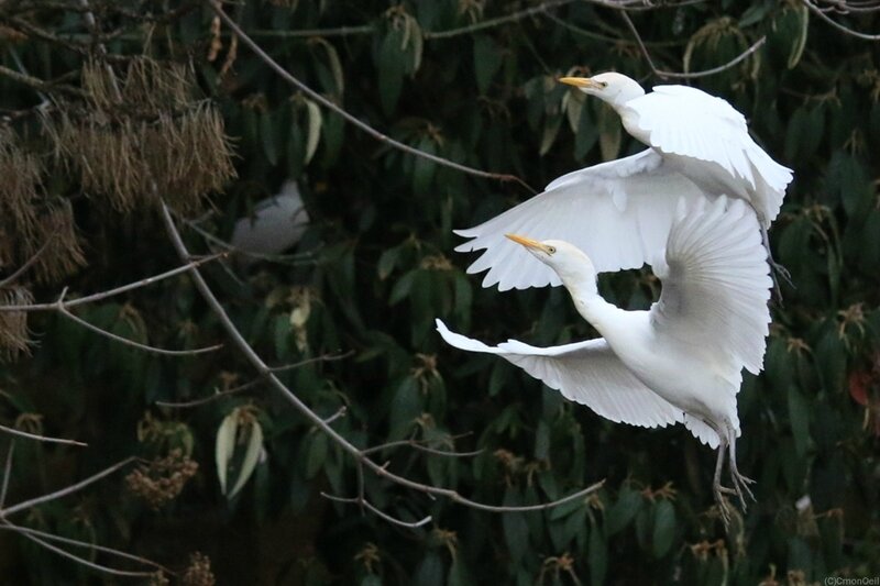 2herons2