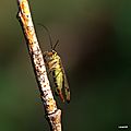 Mouche-scorpion ou Panorpe - Panorpa communis (1)