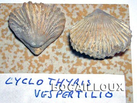 CYCLOTHYRIS_Vespertilio_25