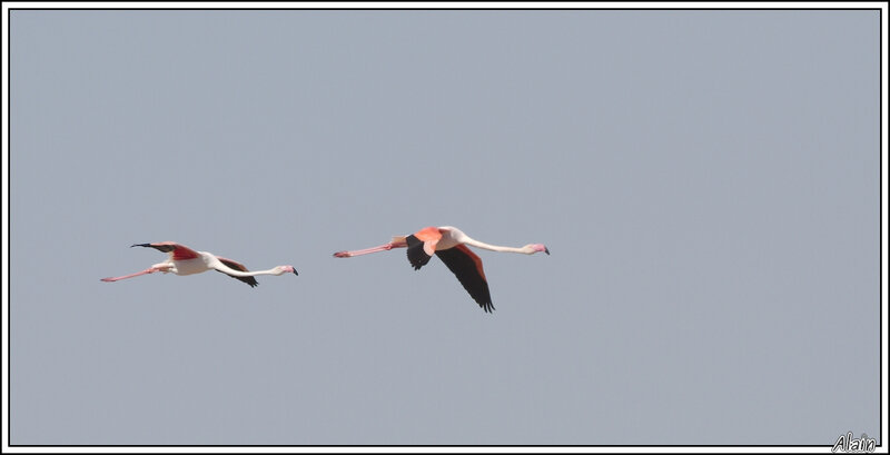 Flamant rose
