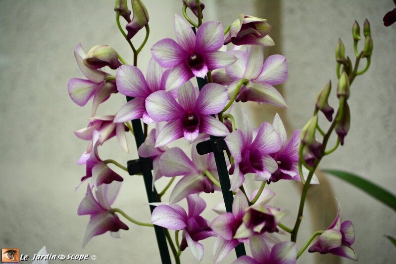 PAT_9229 Orchidées 2019 Orléans