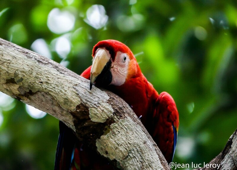 Oiseau Ara Rouge Cote Pacifique Costa Rica Avec 1 Sur 1