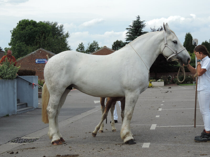 Fiesta des Tilleuls - 18 Juin 2019 - Local de Thérouanne (62) - 5e (Suitées)