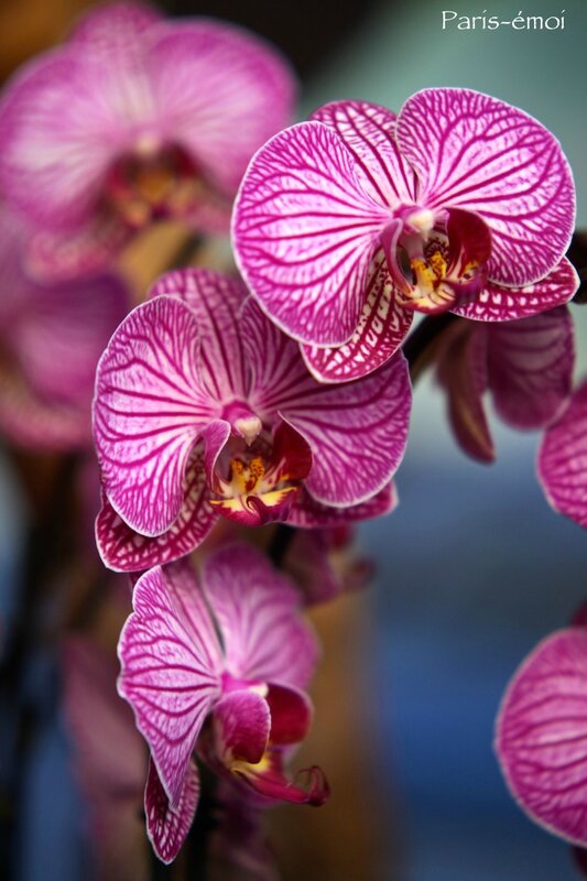 orchidées 4645nA