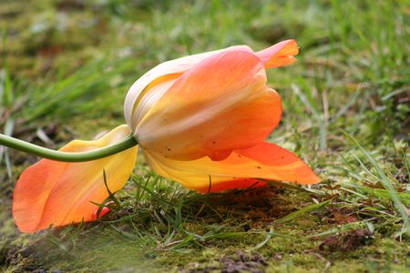 21_avril_2008_228