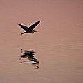 IMG_5225 - Copie