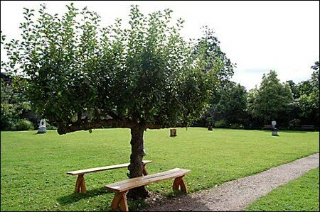 apple_tree_465x309