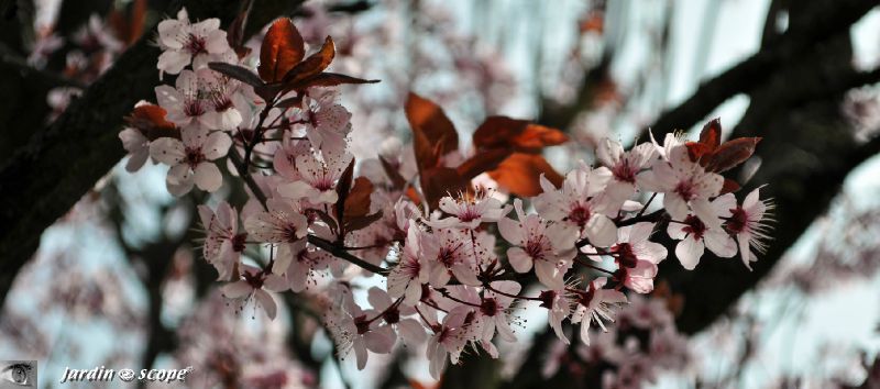 Prunus-en-fleurs