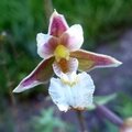 epipactis des marais (orchidée) (2)