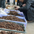 Truffe chinoise - yunnan