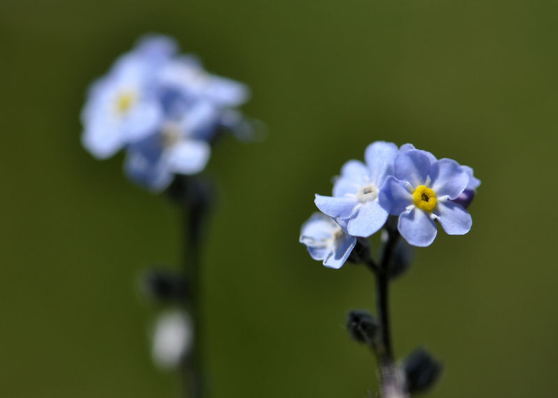 _DSC0834_Myosotis_alpestris