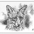 Dessin renard prédateur stylo bille Ghislaine Letourneur - Desenul fox - Design fox