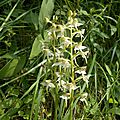 platanthera-64-2015