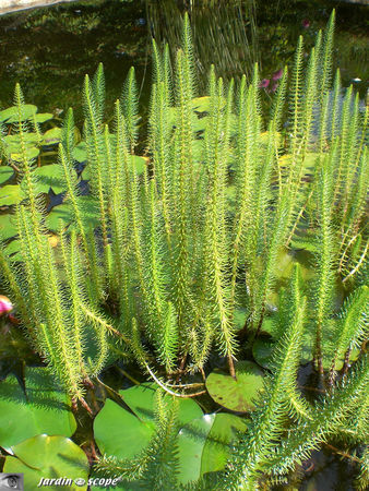 Le Jardin de Chantal et Alain Touzeau