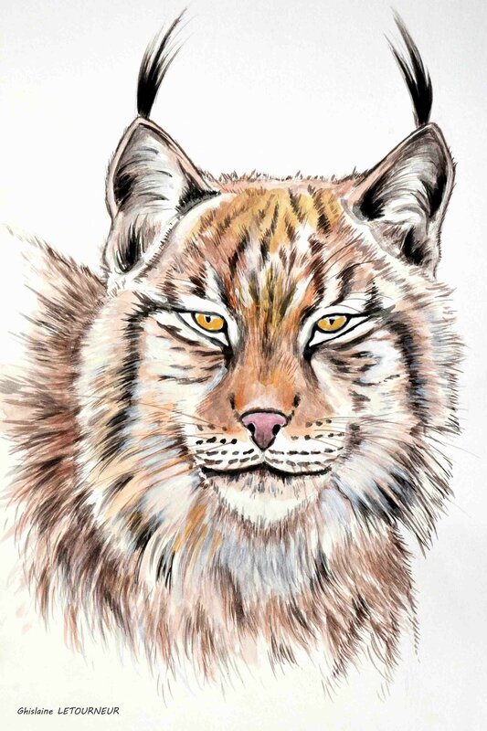 Lynx boréal - Peinture gouache - Lynx lynx - D'après Mario Moreno photography