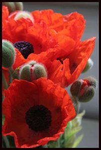 pavot_1