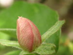 PICT0592__2_