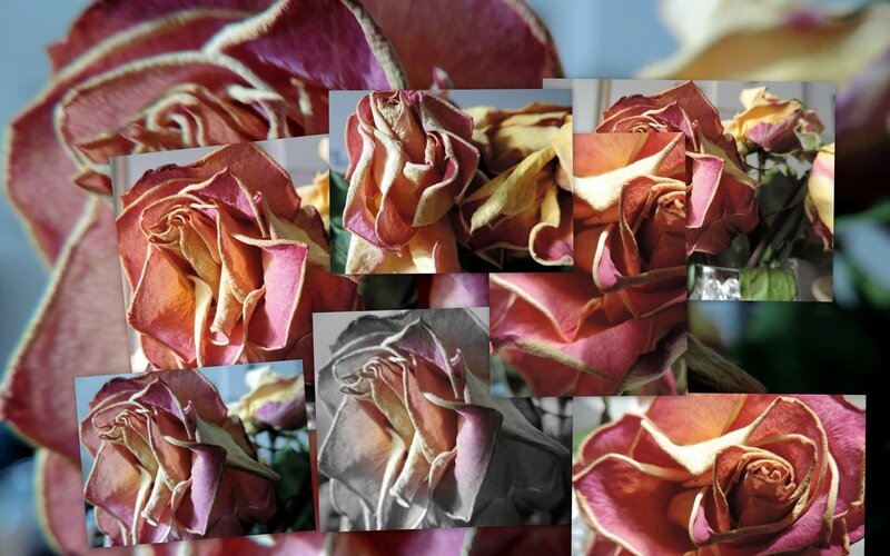 Rose fanée (Copier)