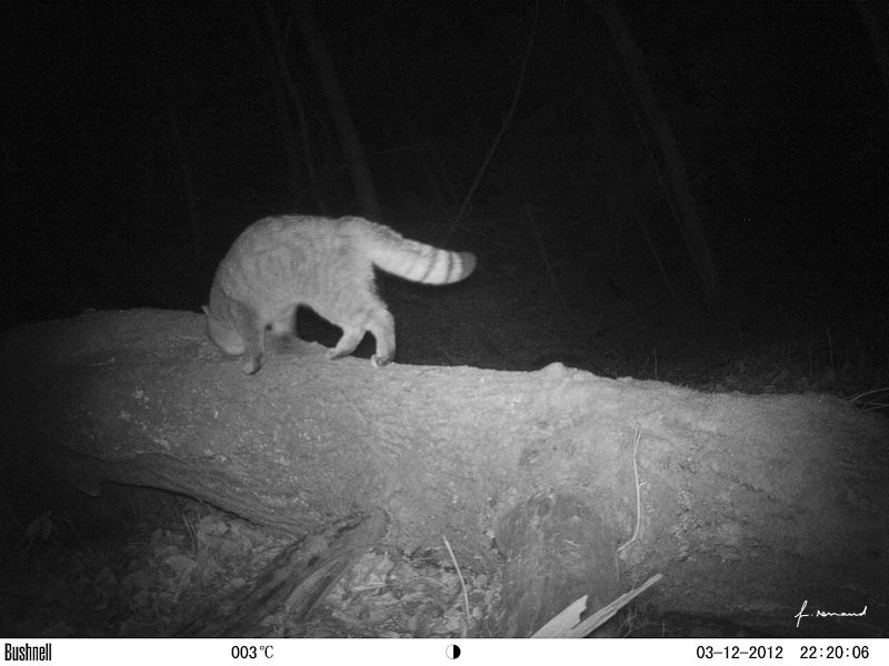 Chat Sauvage A Contre Vent