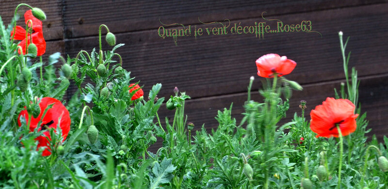 ça soufflait mercredi 8 mai 2019 Rose63