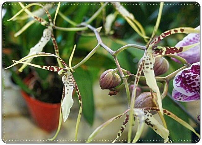 ORCHIDEE FINE