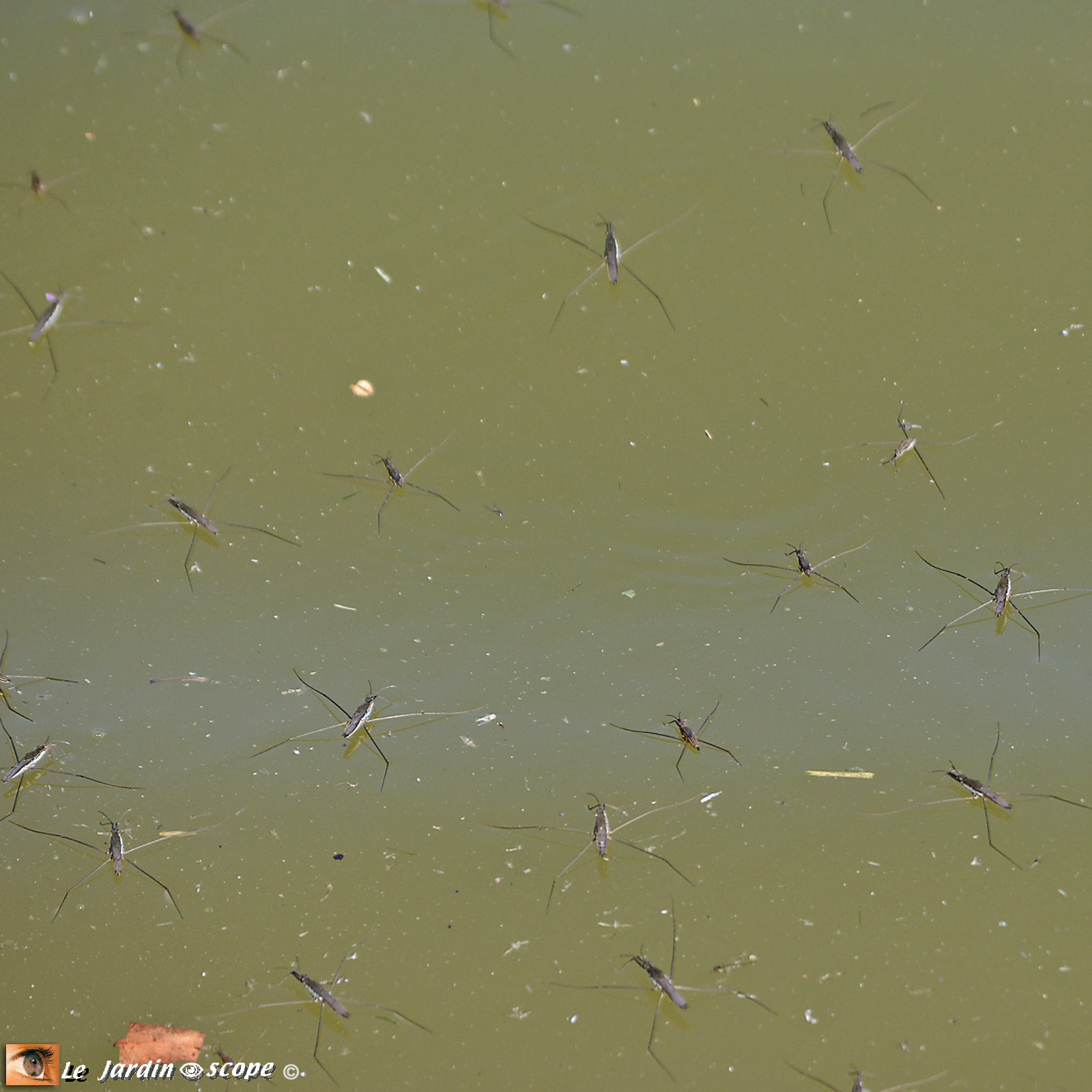 Un insecte qui marche sur l'eau…! Le JardinOscope, toute la vie animale de nos parcs et jardins Un insecte qui marche sur l'eau…! Le JardinOscope, toute la vie animale de nos parcs et jardins