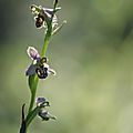 Ophrys abeille - Ophrys apifera (5)