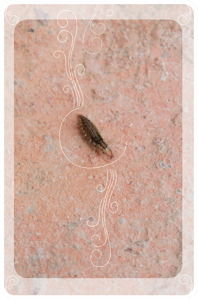 carte_petit_insecte_sur_brique_400x600