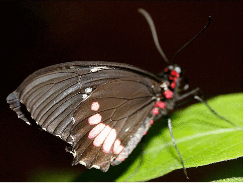 Animation Papillons