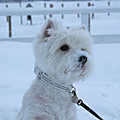 westie2 - Copie