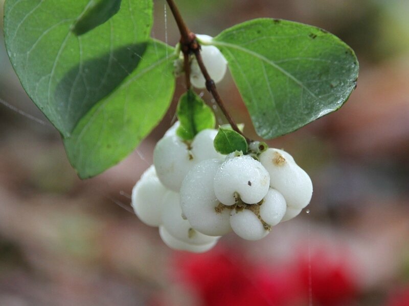 Symphorine albus white hedge