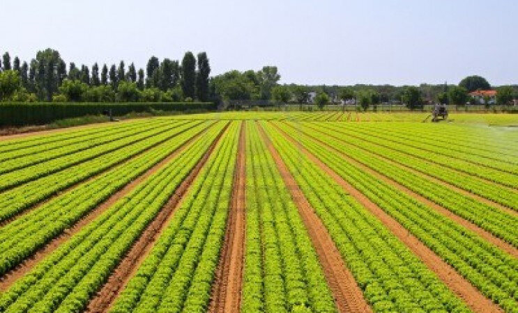 10299101-domaine-de-l-39-agriculture-big-de-legumes-salade-verte