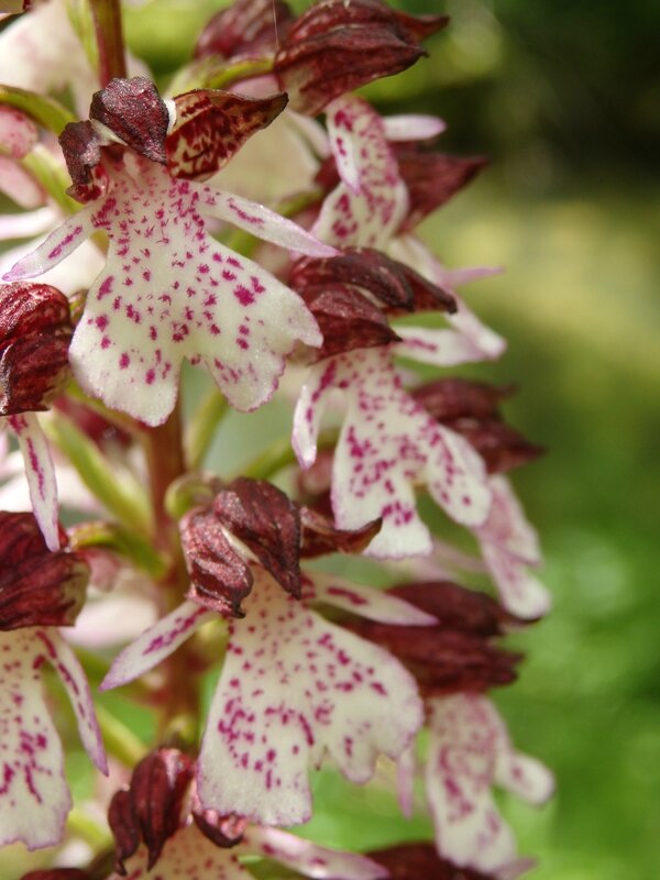 orchis pourpre (6)