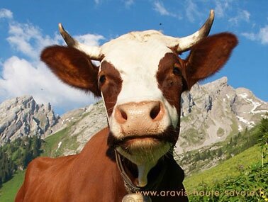 belle_vache