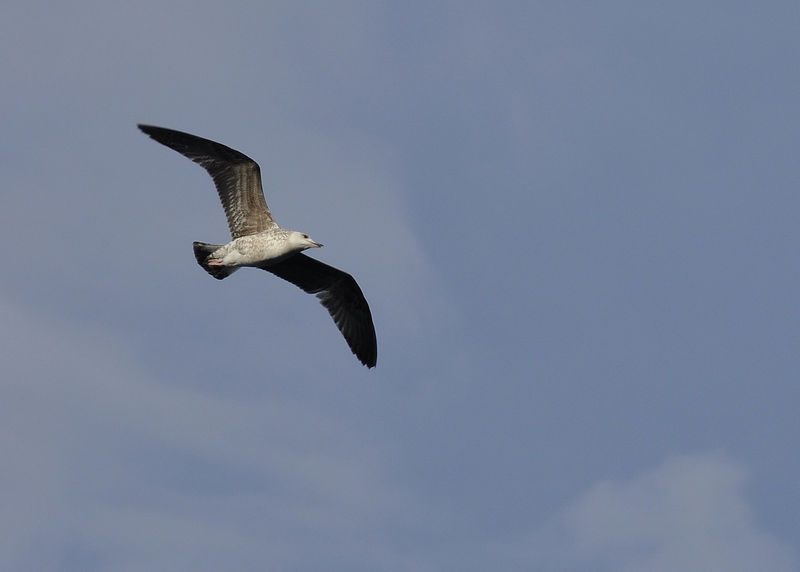 _DSC0094_Zarautz_mouette