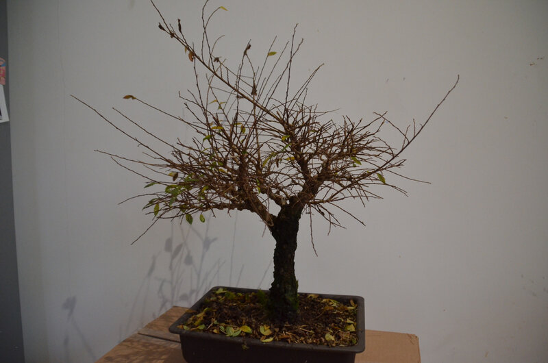 Orme du Japon Nire Japanese Elm Nire Opale Bonsaï