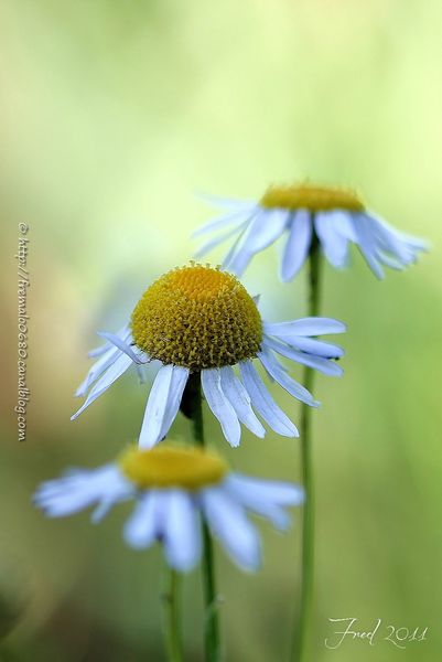 IMG_5842_2-signée