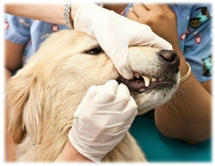 medicament (4)