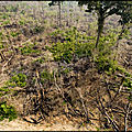 Les forêts du monde dévastées !...