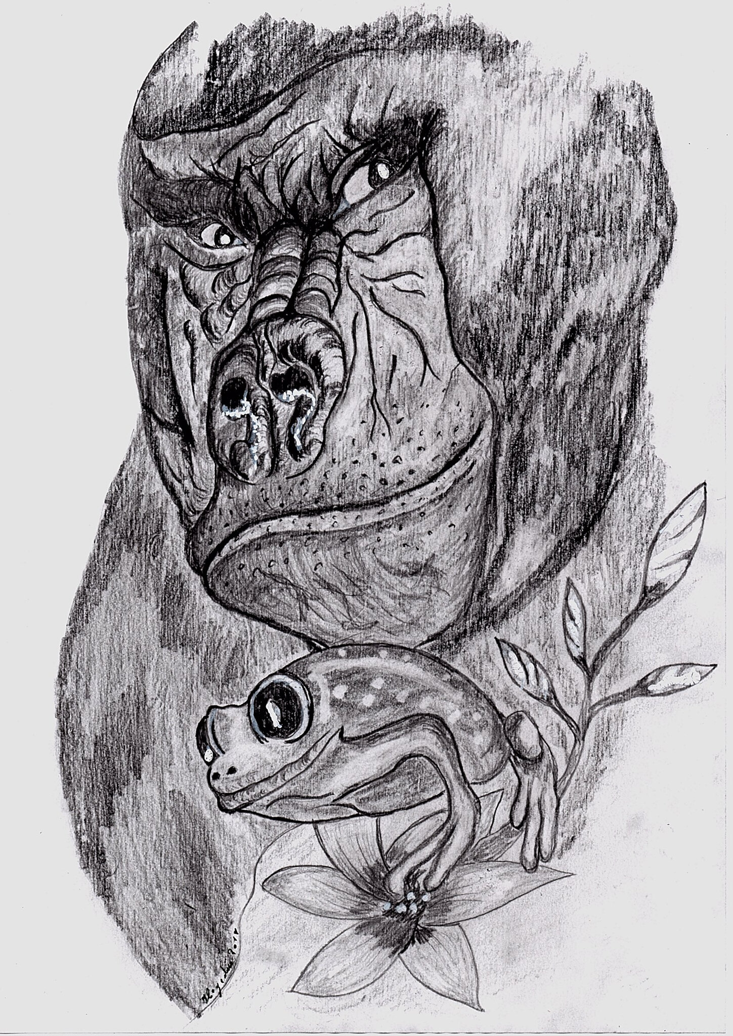 Dessin Portrait D Animaux La Grenouille Et Le Gorille Croquis Xl