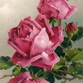 Les roses de C. Klein (peintre) (Cartes postales anciennes)